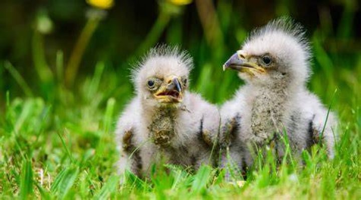 15 adorable photos of baby foxes Canadian Geographic