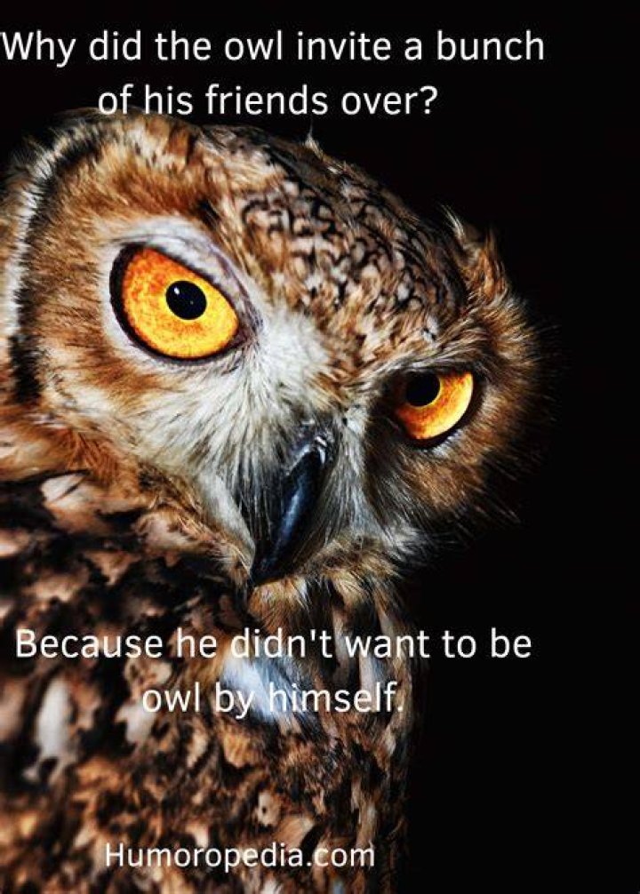 25 Owl Puns That Will Make You Feel Owl The LOLs Thought Catalog