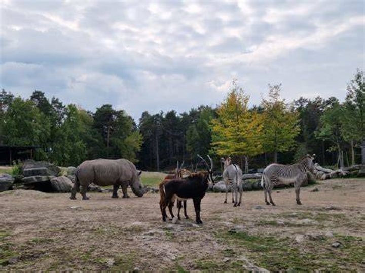 African Savannah Brookfield Zoo ZooChat