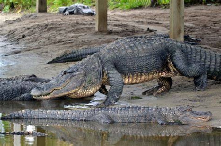 Alligators, otters, and killer whales are repopulating old hunting