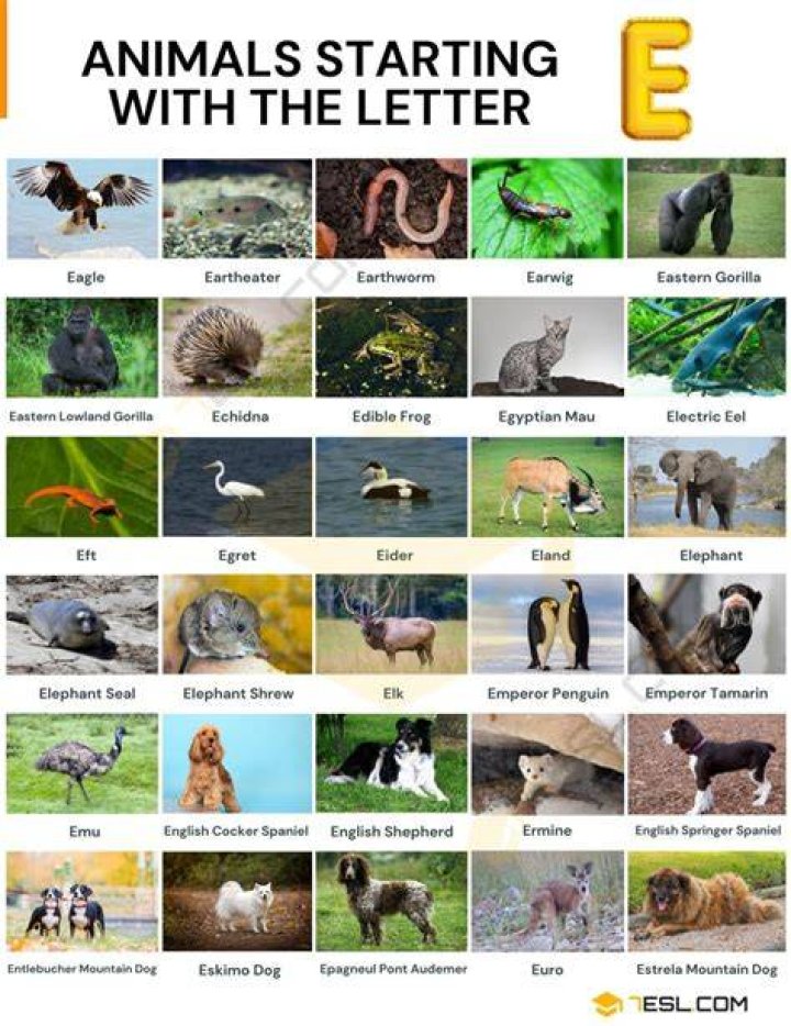 Animals that Start with E 24 Fascinating Names of Animals Starting with E Visual Dictionary