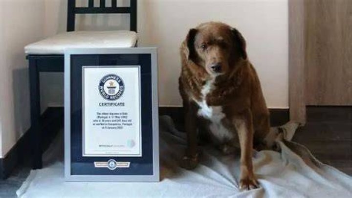 Bobi World's Oldest Dog Passes Away