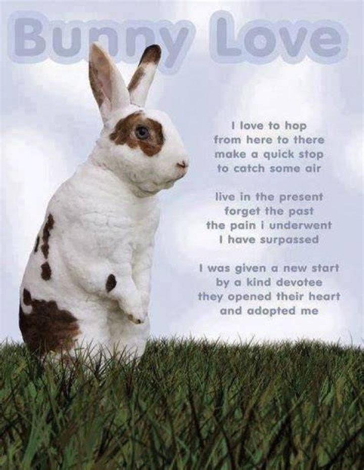 Bunny Love Quotes. QuotesGram