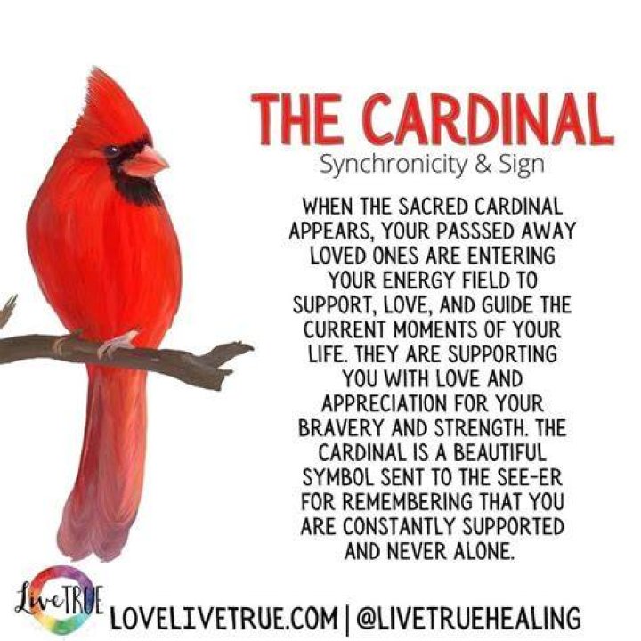Cardinal Spirit Animal Symbolism & Meaning AZ Animals