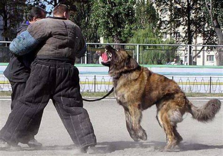 Caucasian Ovcharka scary beardog; eats burglars for fun. Dangerous