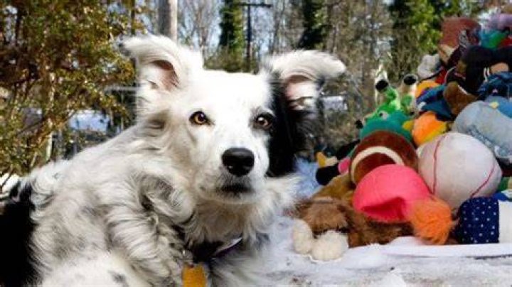 Chaser Border Collie World's Smartest Dog