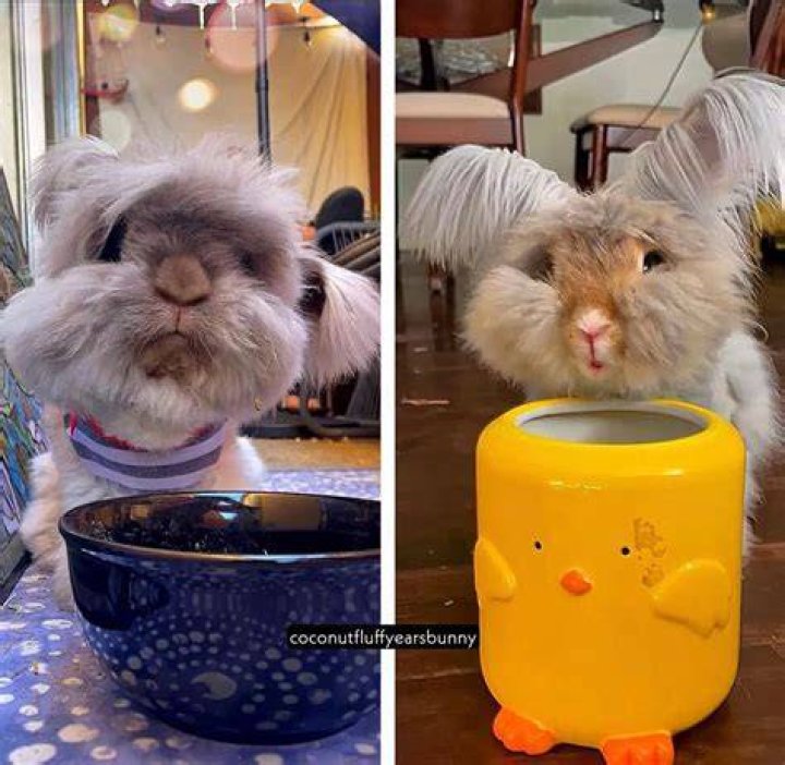 coconut_fluffyears_bunny