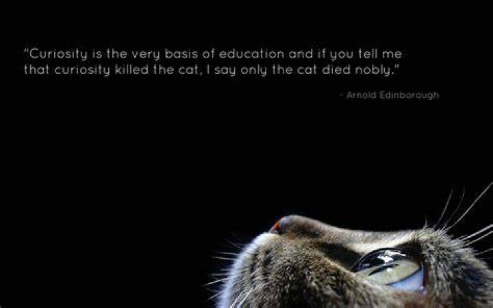 Curiosity Quotes Funny. QuotesGram