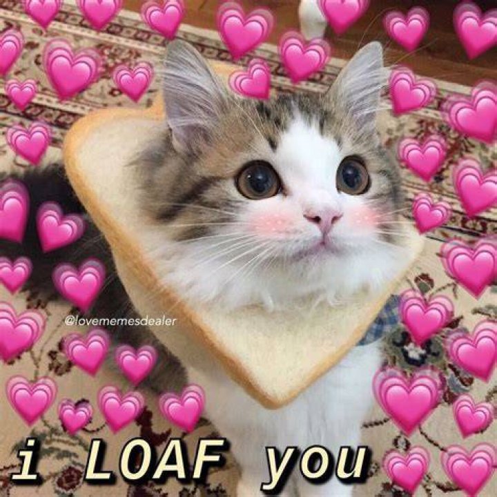 Cute I Love You Memes
