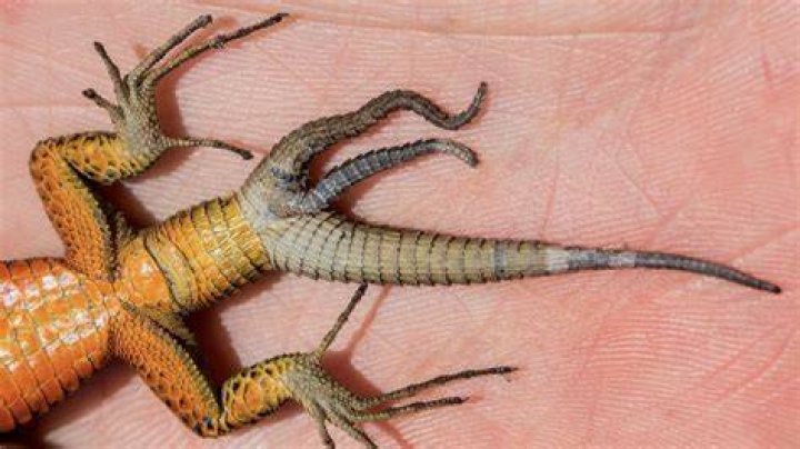Do Lizards Eat Their Tails? Top Answer Update