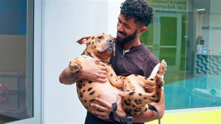 Gabriel Feitosa Grooming Gives Shelter Dogs Luxury Makeovers To Help Get Them Adopted