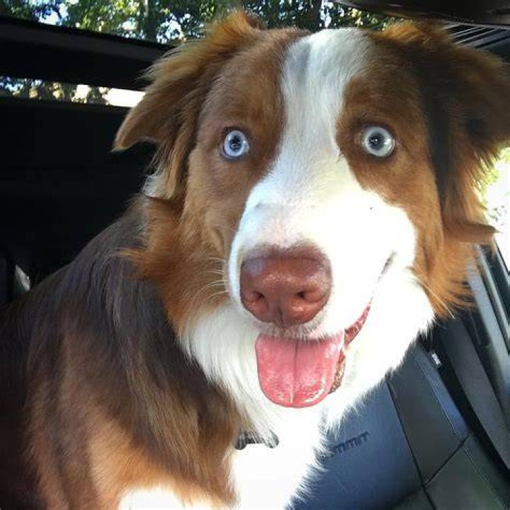 Hank the Tank is High as a Kite Following Vet Visit