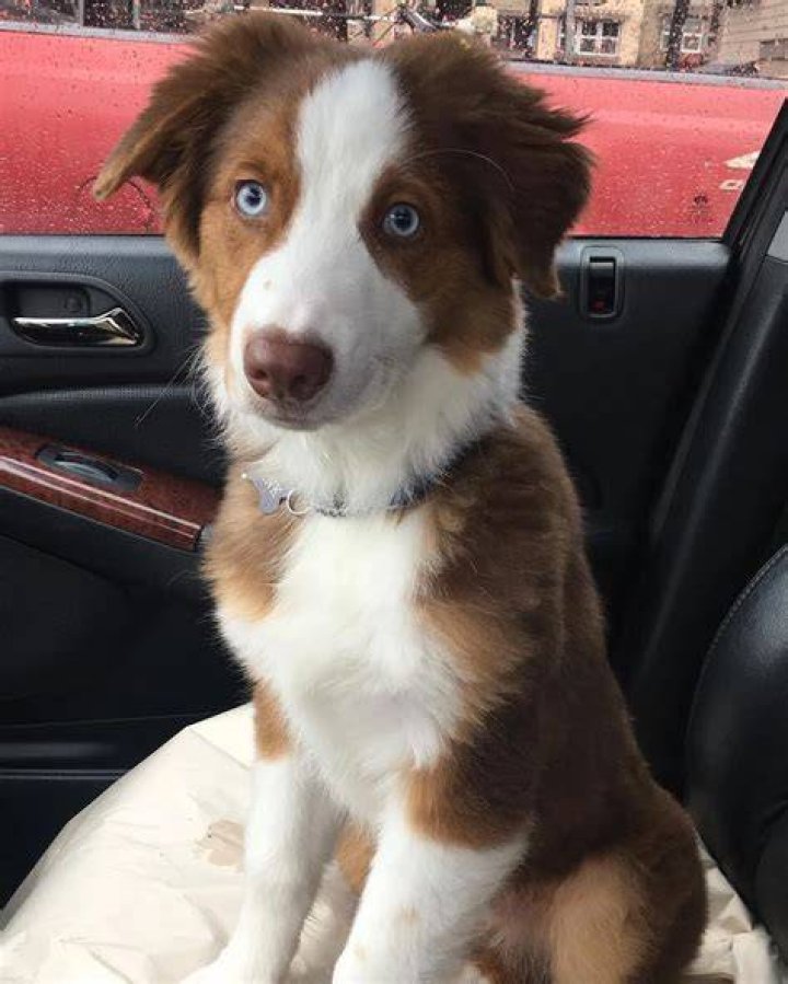 hanktheaussietank