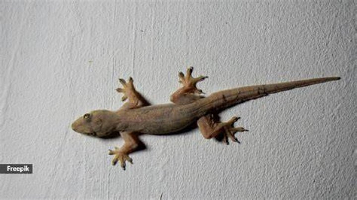 Home Lizards