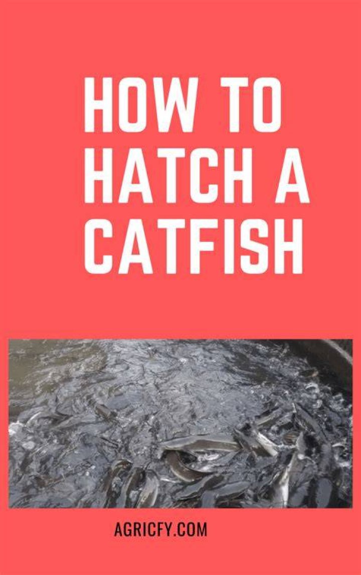 HOW TO HATCH A CATFISH Step By Step Guide To Fish Hatchery YouTube