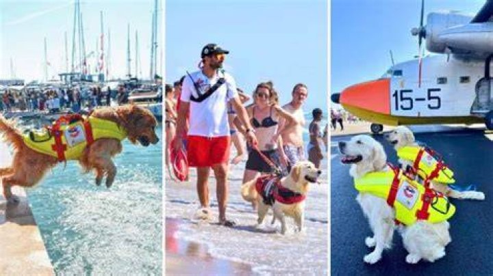 Italy Has Over 300 Dog Lifeguards That Help Save Thousands of Swimmers Each Year