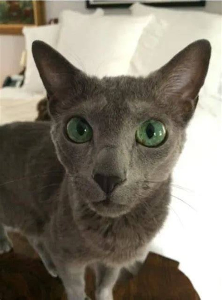 Jake Goldberg Pets - Celebrity Pets