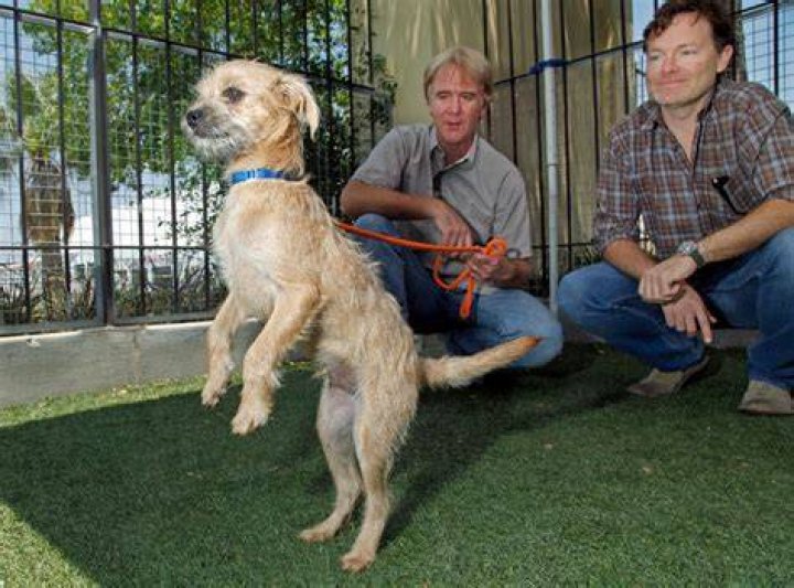 Looking for new ‘Benji’ star The Washington Post