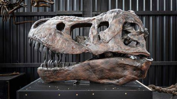 Nicolas Cage - Dinosaur Skull
