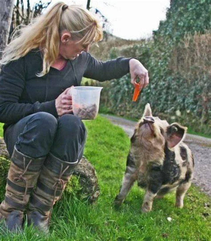 Pignic – Enjoy a Stroll and Picnic with Cute Kune Kune Pigs