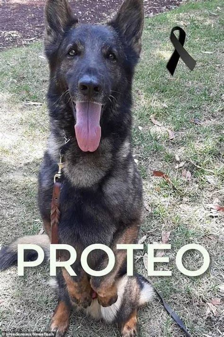 Proteo Mexican Rescue dog who recued survivors of the Turkey Earthquake