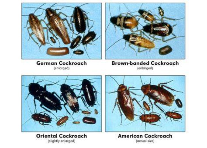 Roach along with three other Wilson Award Winner