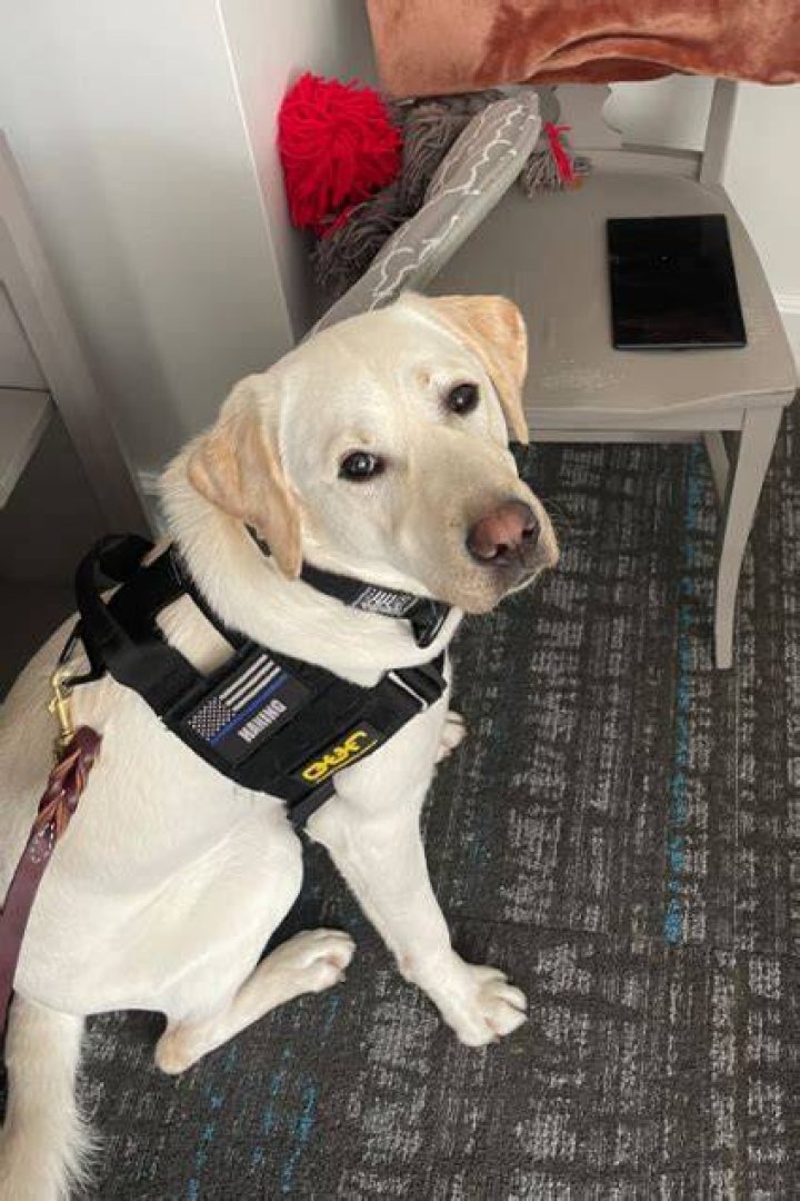 rosco service dog