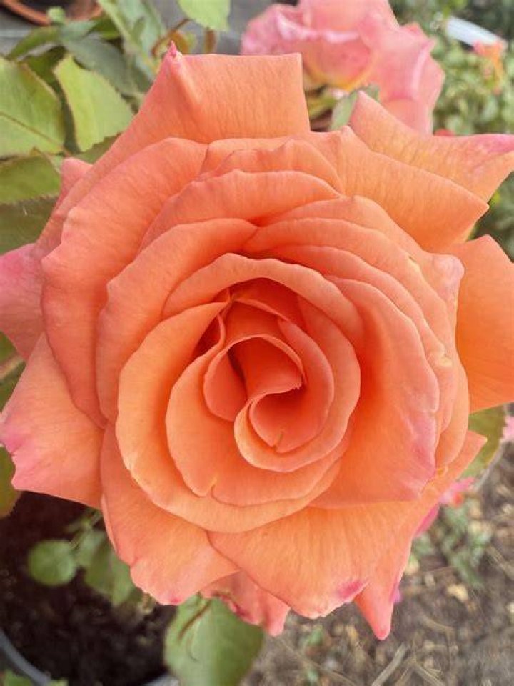 Rose “Lovers Meeting” Bespoke Blooms By Maybury
