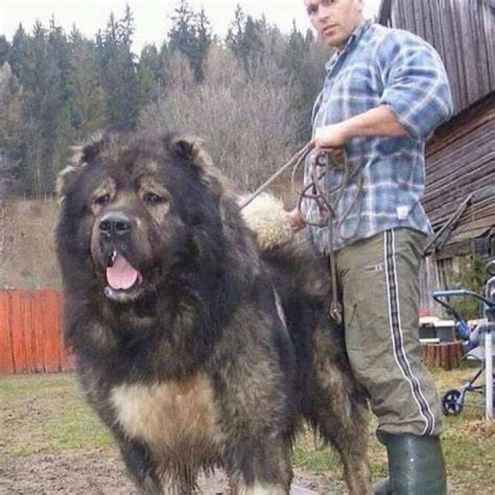 Russian Mastiff