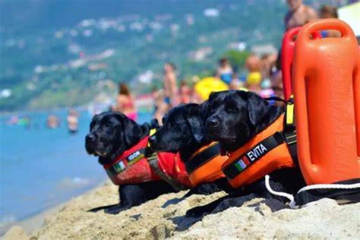 SICS dog lifeguards save 24 people
