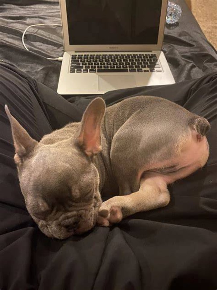 SteveWillDoIt Pets - Celebrity Pets