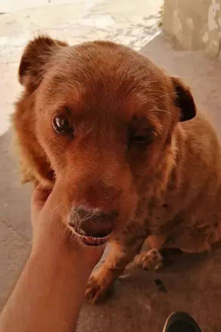 The Final Bark: World’s Oldest Dog, Bobi, Crosses the Rainbow Bridge at 31