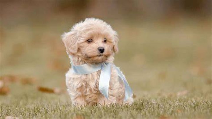The Top 10 Cutest Puppy in the World for kids 2020 ! Cute dogs, Baby