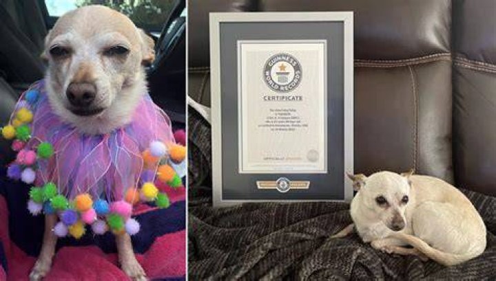 TobyKeith – The Oldest Living Dog in the World by Guinness World Records