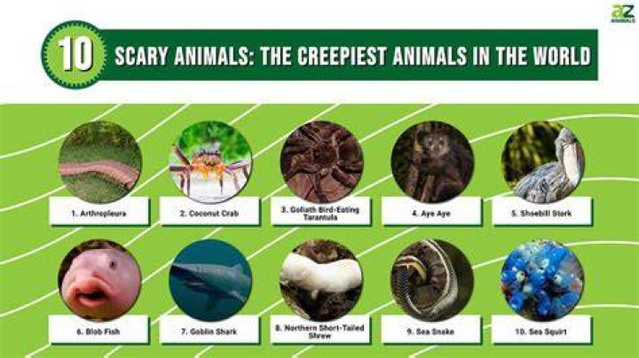 Top 10 Most Terrifying Animals YouTube