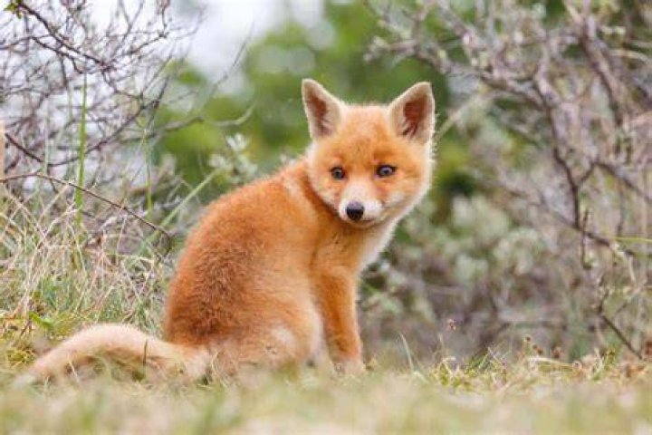 What&rsquo;s a Baby Fox Called & 4 More Amazing Facts! AZ Animals