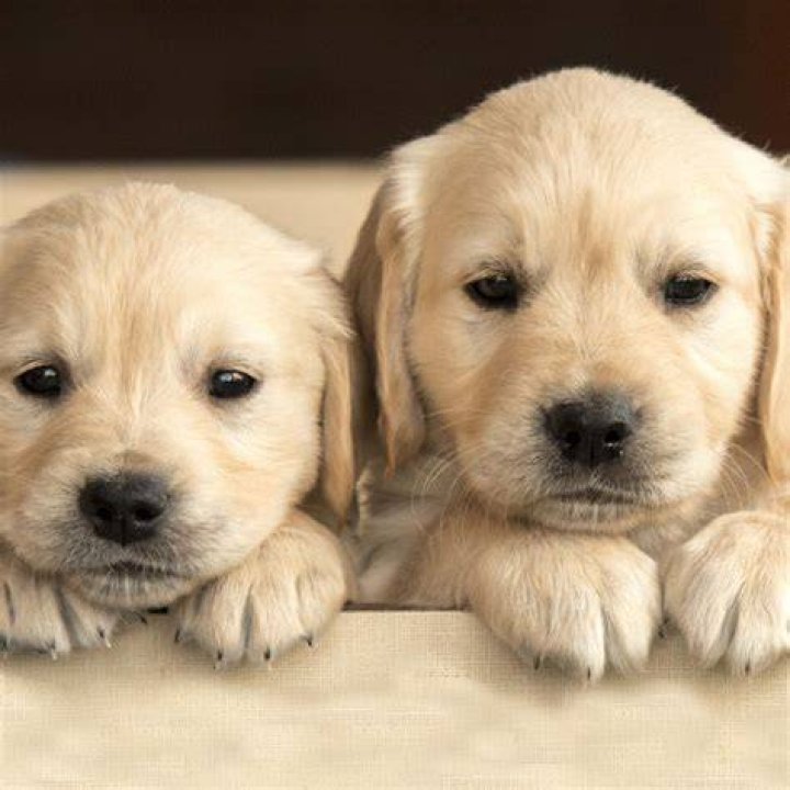 Who Can Post The Cutest Dog Picture? Bored Panda