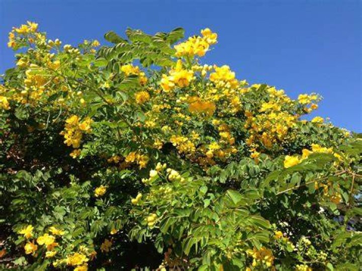 Yellowflowering cassia is a fall spectacle Houston Chronicle