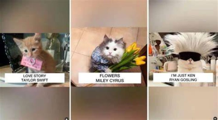 Your Favorite Music Videos Have Been Upgraded With Cats Thanks to @catmusicvideo